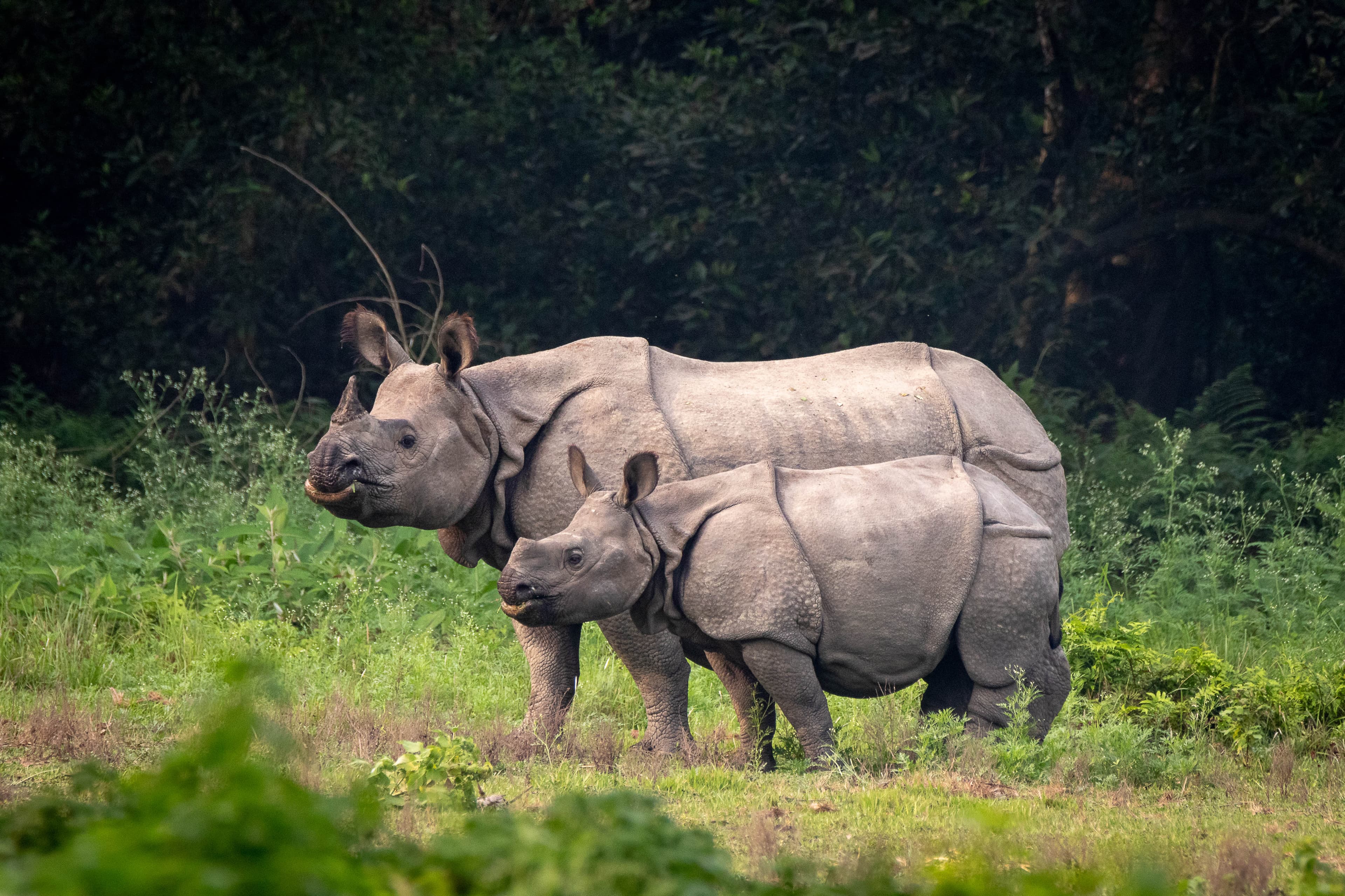 An adult and a baby one-horned rhinoceros stand side-by-side in a lush green landscape with a dark forest backdrop.